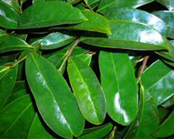coco peat